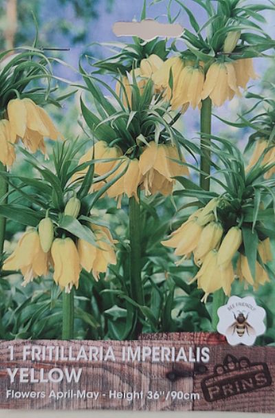 FRITILLARIA