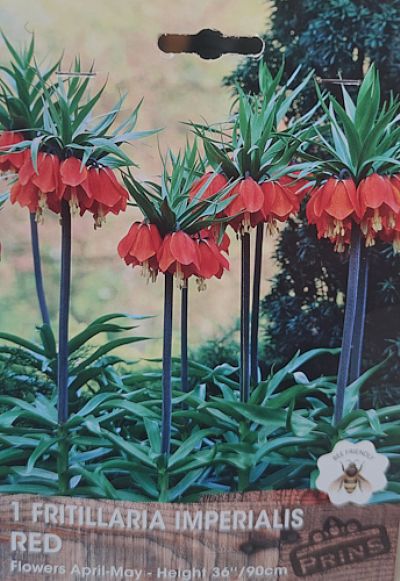 FRITILLARIA