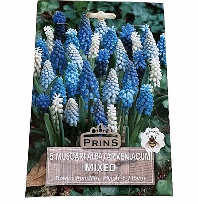 MUSCARI ΜΙΓΜΑ 5ΤΕΜ.